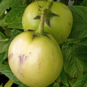 Pepino Melon Live Plant - Golden Sweet Solanum Muricatum - 1 Rooted Starter - Image 9