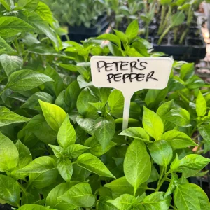 Peter Pepper Chili Live Plants - 4 Seedlings, 3-4
