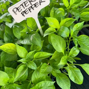 Peter Pepper Chili Live Plants - 4 Seedlings, 3-4" Fruit, Full Sun - Image 1