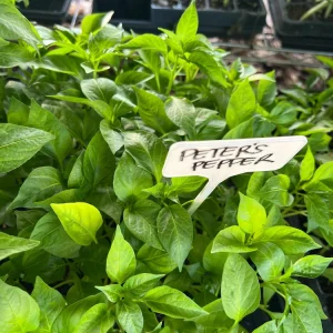 Peter Pepper, Willy Chilly- 4 Live Seedlings - Image 3
