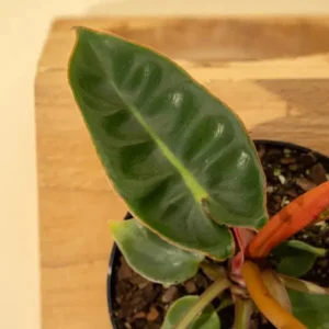 Philodendron Billietiae Live Plant – Tropical Foliage Indoor Plant – 3-6 inches tall - Image 2