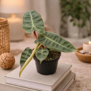 Philodendron Billietiae Live Plant – Tropical Foliage Indoor Plant – 3-6 inches tall - Image 3