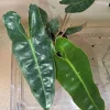 Philodendron Billietiae Live Plant – Tropical Foliage Indoor Plant – 3-6 inches tall - Image 1