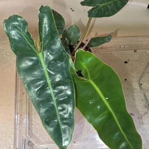 Philodendron Billietiae Live Plant – Tropical Foliage Indoor Plant – 3-6 inches tall - Image 1