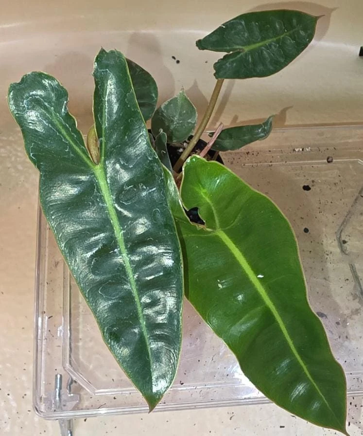 Philodendron Billietiae Live Plant – Tropical Foliage Indoor Plant – 3-6 inches tall - Image 1