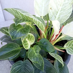 Philodendron Birkin Live Plant - Rare Variegated Houseplant - 1 Starter Plant - Image 2