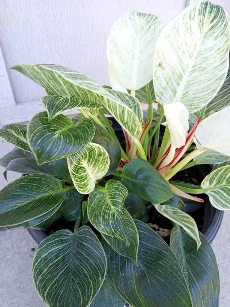 Philodendron Birkin Live Plant - Rare Variegated Houseplant - 1 Starter Plant - Image 2