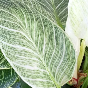 Philodendron Birkin Live Plant - Rare Variegated Houseplant - 1 Starter Plant - Image 3