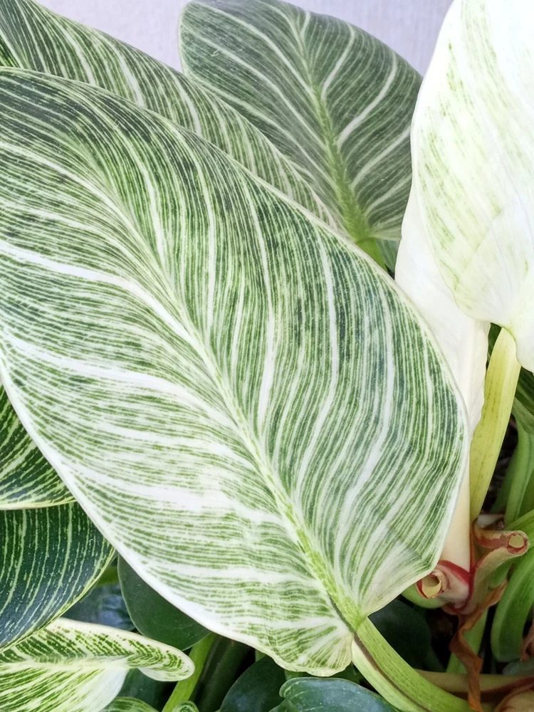 Philodendron Birkin Live Plant - Rare Variegated Houseplant - 1 Starter Plant - Image 3