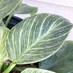 Philodendron Birkin Live Plant - Rare Variegated Houseplant - 1 Starter Plant - Image 4