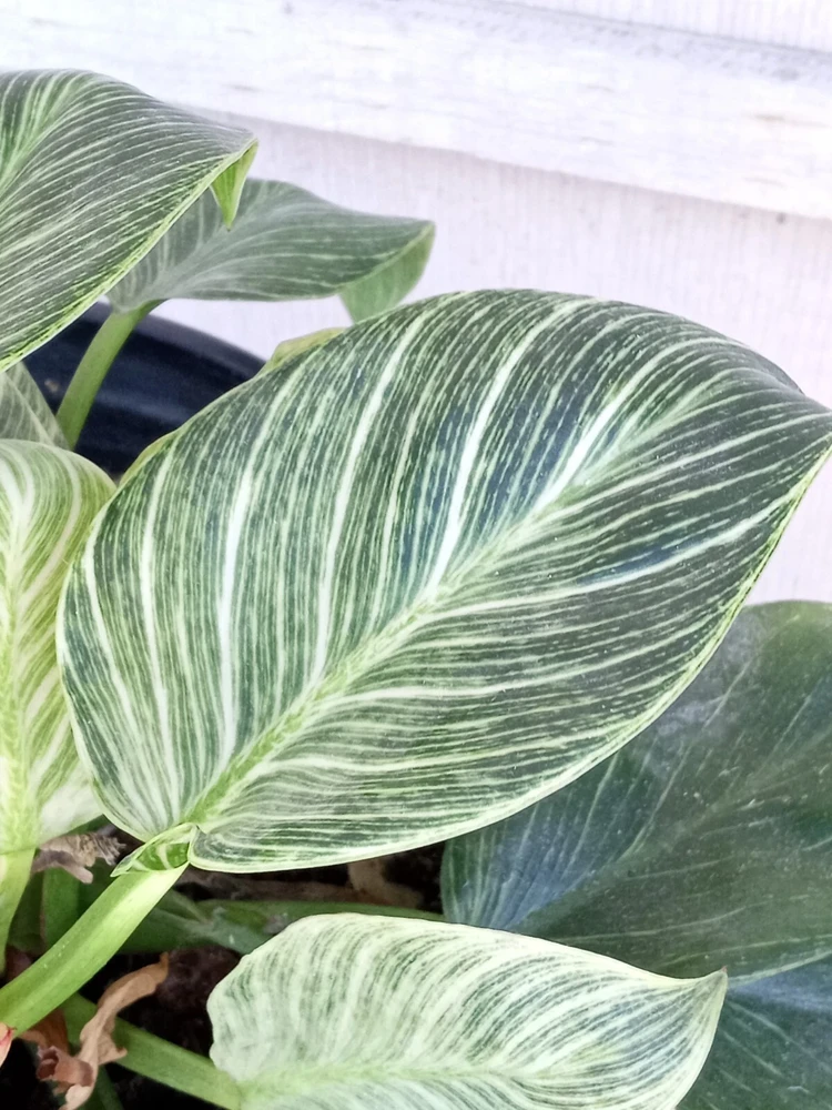 Philodendron Birkin Live Plant - Rare Variegated Houseplant - 1 Starter Plant - Image 4