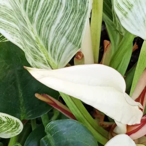 Philodendron Birkin Live Plant - Rare Variegated Houseplant - 1 Starter Plant - Image 5