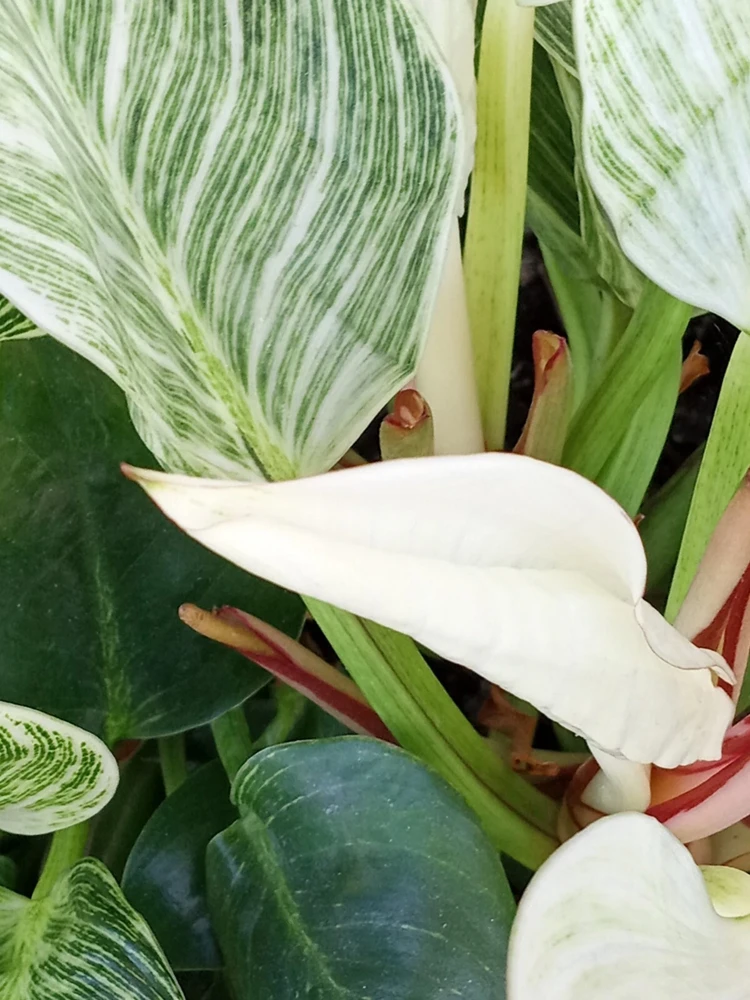 Philodendron Birkin Live Plant - Rare Variegated Houseplant - 1 Starter Plant - Image 5