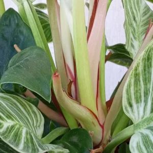 Philodendron Birkin Live Plant - Rare Variegated Houseplant - 1 Starter Plant - Image 6