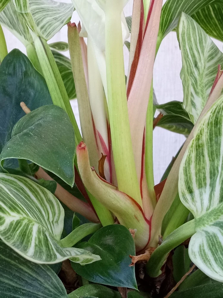Philodendron Birkin Live Plant - Rare Variegated Houseplant - 1 Starter Plant - Image 6