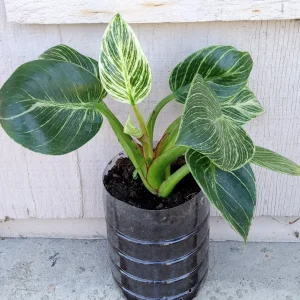 Philodendron Birkin Live Plant - Rare Variegated Houseplant - 1 Starter Plant - Image 7