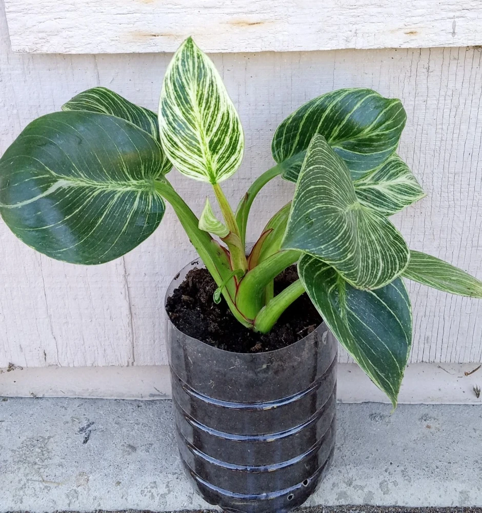 Philodendron Birkin Live Plant - Rare Variegated Houseplant - 1 Starter Plant - Image 7