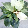 Philodendron Birkin Live Plant - Rare Variegated Houseplant - 1 Starter Plant - Image 1