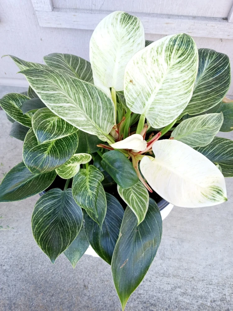 Philodendron Birkin Live Plant - Rare Variegated Houseplant - 1 Starter Plant - Image 1