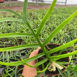 Philodendron Tortum Live Plant – Easy Grow Tropical Houseplant – 6-8