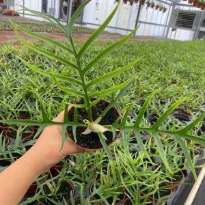 Philodendron Tortum Live Plant – Easy Grow Tropical Houseplant – 6-8