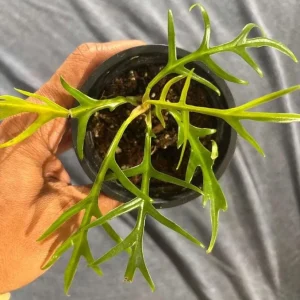 Philodendron Tortum Live Plant – Easy Grow Tropical Houseplant – 6-8