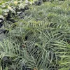 Philodendron Tortum Live Plant – Easy Grow Tropical Houseplant – 6-8" Tall Starter Plant - Image 1