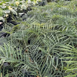 Philodendron Tortum Live Plant – Easy Grow Tropical Houseplant – 6-8