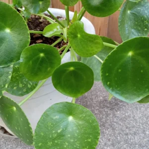 Pilea Peperomioides Live Houseplant - Chinese Money Plant Evergreen Perennial - Image 2
