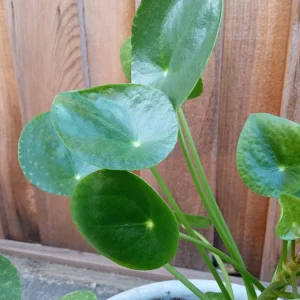 Pilea Peperomioides Live Houseplant - Chinese Money Plant Evergreen Perennial - Image 3