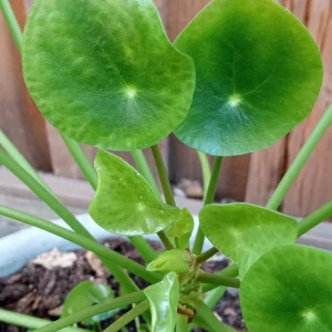 Pilea Peperomioides Live Houseplant - Chinese Money Plant Evergreen Perennial - Image 4