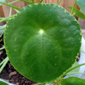Pilea Peperomioides Live Houseplant - Chinese Money Plant Evergreen Perennial - Image 5