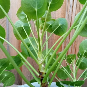 Pilea Peperomioides Live Houseplant - Chinese Money Plant Evergreen Perennial - Image 6