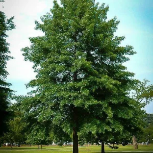 Pin Oak Live Plant – Quercus palustris – 4