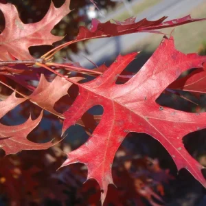 Pin Oak Live Plant – Quercus palustris – 4