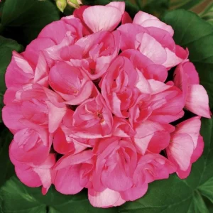 Pink Geranium Live Plant – Vibrant Flowering Perennial – 4