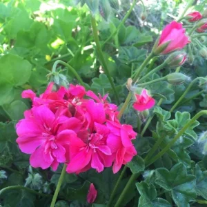 Pink Geranium Live Plant – Vibrant Flowering Perennial – 4