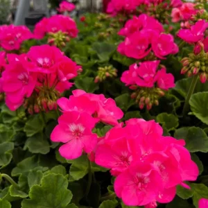 Pink Geranium Live Plant – Vibrant Flowering Perennial – 4