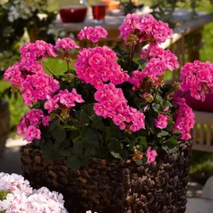 Pink Geranium Live Plant – Vibrant Flowering Perennial – 4