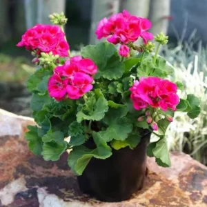 Pink Geranium Live Plant – Vibrant Flowering Perennial – 4