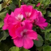 Pink Geranium Live Plant – Vibrant Flowering Perennial – 4" Pot Starter Plant - Image 1