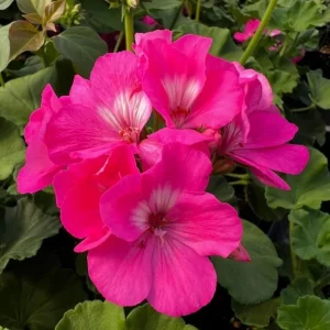 Pink Geranium Live Plant – Vibrant Flowering Perennial – 4