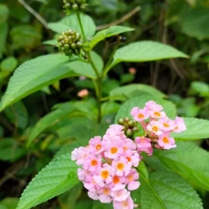 Pink Lantana Live Plant – 3-5 inch Tall Starter Plant – Outdoor Flowering Bush - Image 10