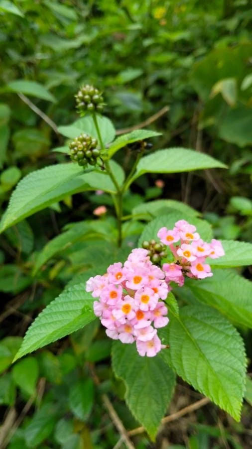Pink Lantana Live Plant – 3-5 inch Tall Starter Plant – Outdoor Flowering Bush - Image 10