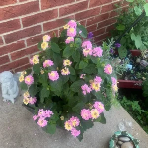 Pink Lantana Live Plant – 3-5 inch Tall Starter Plant – Outdoor Flowering Bush - Image 11