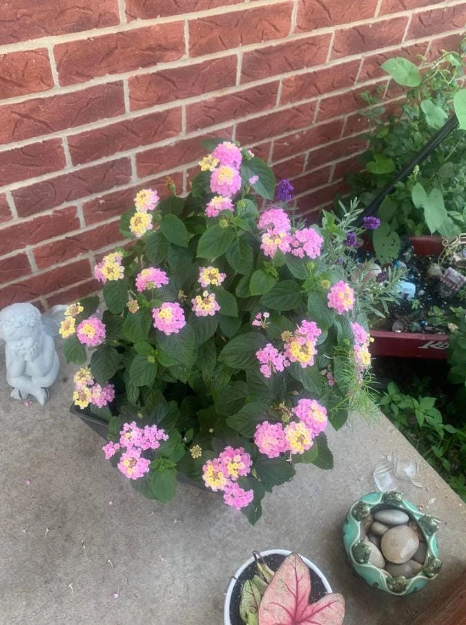 Pink Lantana Live Plant – 3-5 inch Tall Starter Plant – Outdoor Flowering Bush - Image 11