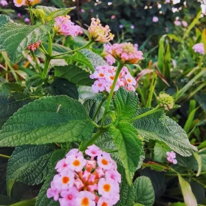 Pink Lantana Live Plant – 3-5 inch Tall Starter Plant – Outdoor Flowering Bush - Image 2