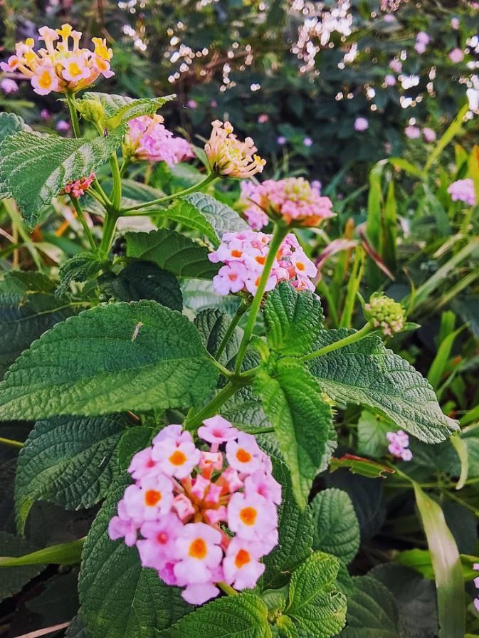 Pink Lantana Live Plant – 3-5 inch Tall Starter Plant – Outdoor Flowering Bush - Image 2