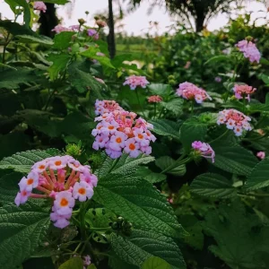 Pink Lantana Live Plant – 3-5 inch Tall Starter Plant – Outdoor Flowering Bush - Image 3