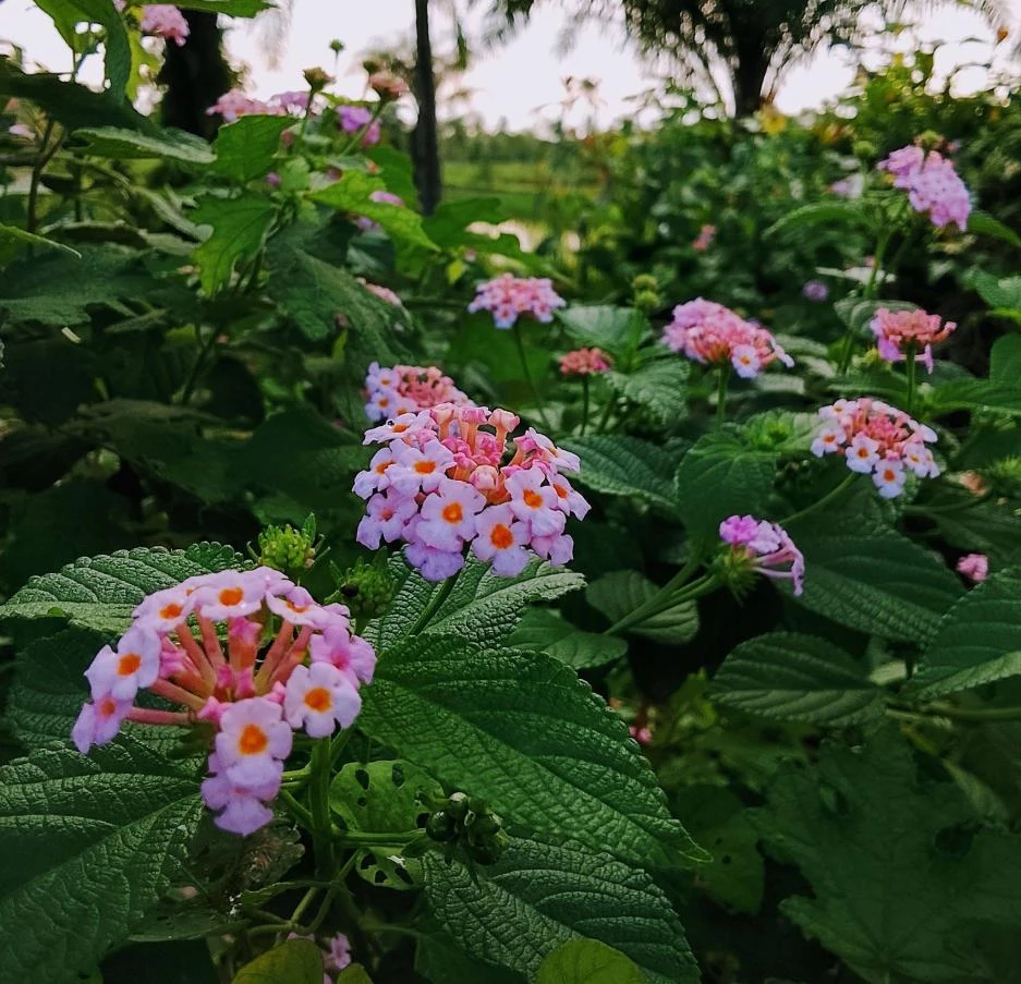 Pink Lantana Live Plant – 3-5 inch Tall Starter Plant – Outdoor Flowering Bush - Image 3